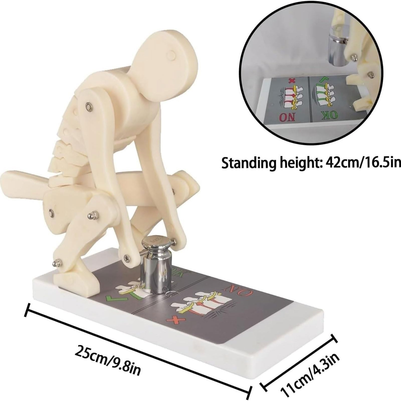 Modelo de elevación Correcta Modelo de demostración de Fuerza de la | Entrenador de postura del cuerpo humano con base, Entrenador interactivo de columna lumbar for anatomía biomecánica