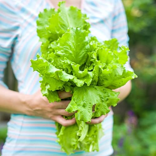 Miniatura 5 de Semilla de Lechuga (Simpson de Semilla Negra) (1150 Semillas)