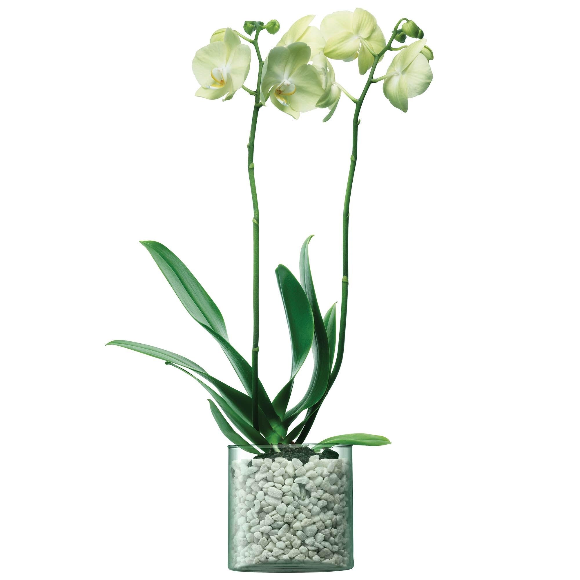 LSA Canopy Recycled Planter