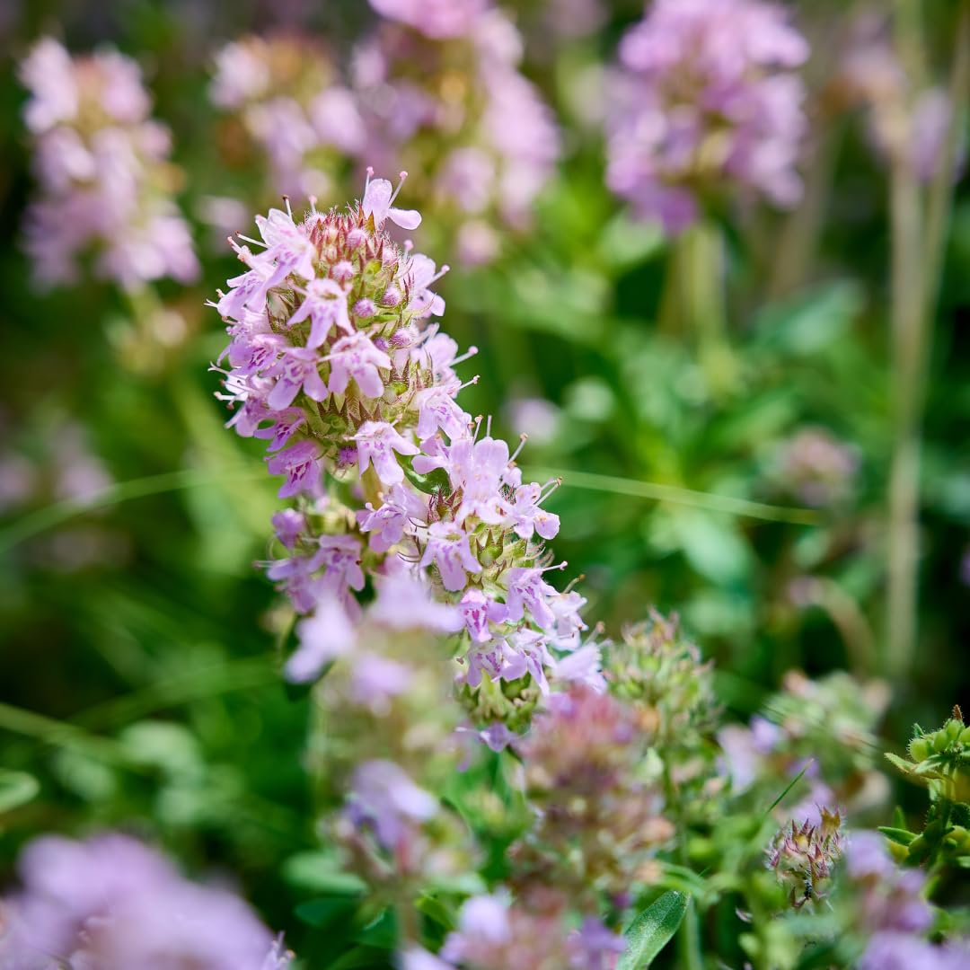 Tomillo Común Thymus Vulgaris Aromático, para Jardín, Verde, Pack de 24