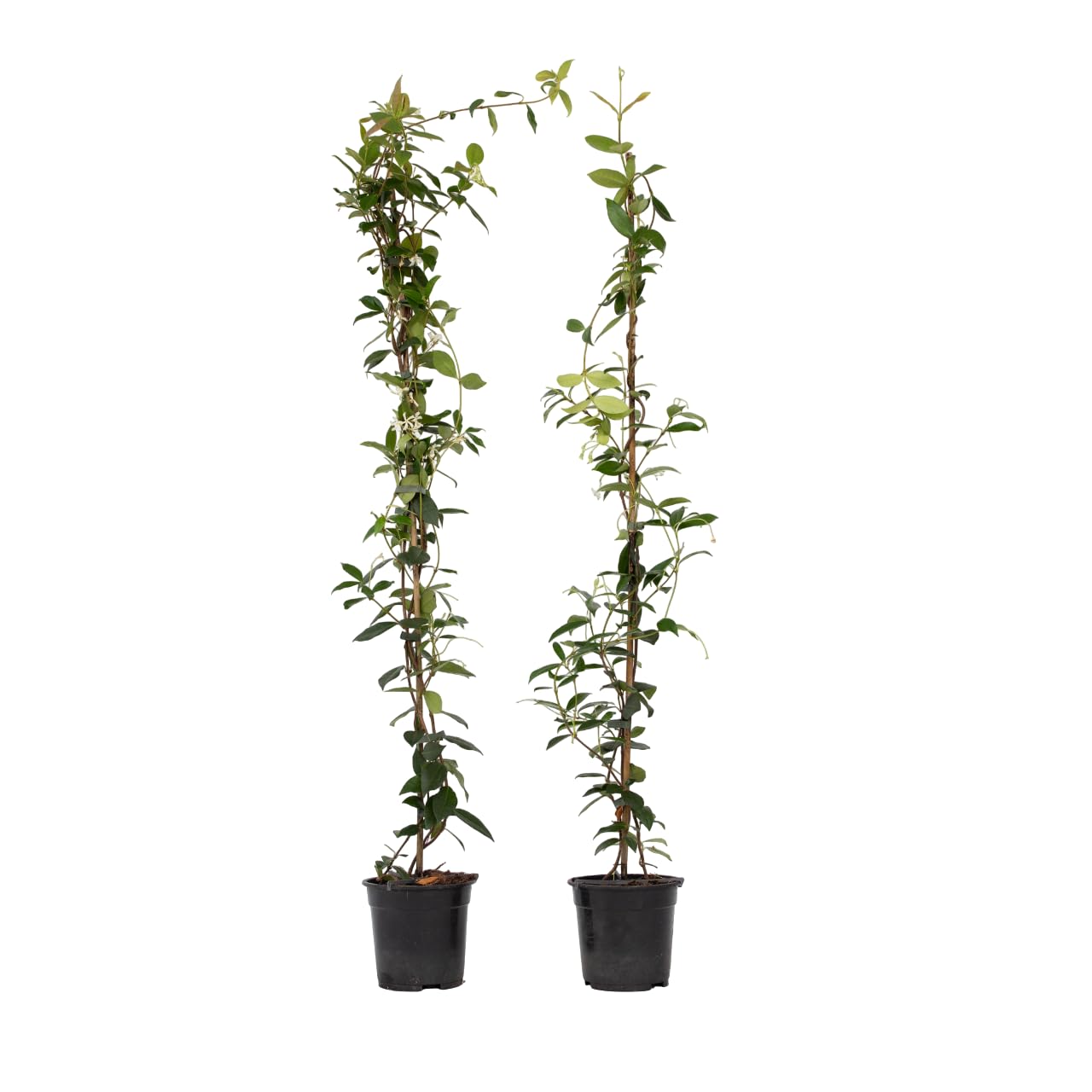 Plant in a Box - Trachelospermum jasminoides - Set de 2 - XL Jasmin etoile grimpant - Fleurs blanc - Pot 17cm - Hauteur 110-120cm