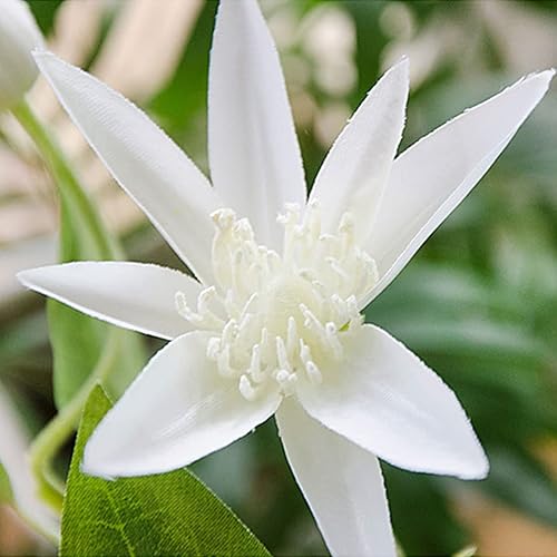 Miniatura 3 de 28 pulgadas, 1 paquete de 6 piezas de plantas de clemátide sintética, vegetación artificial, resistentes a los rayos UV, arbustos, arbustos,