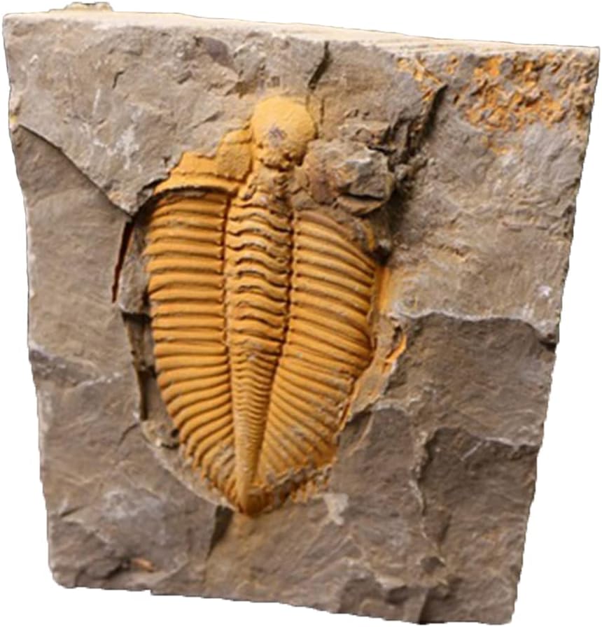 JIANEEXSQ Real Trilobite Fossil from Hunan of China 450 Million Years Ago for Collections and Education