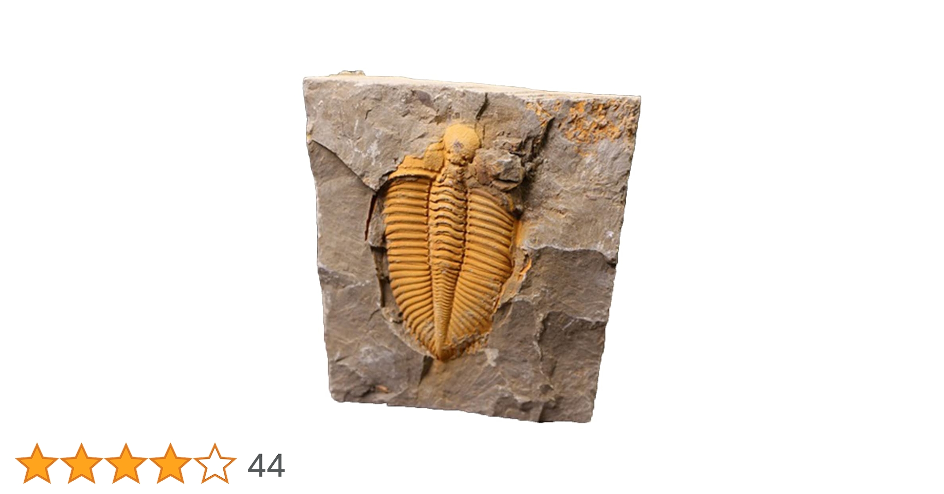 Amazon.co.jp: JIANEEXSQ 45000万年前 中国の運南産の本物の三葉虫化石