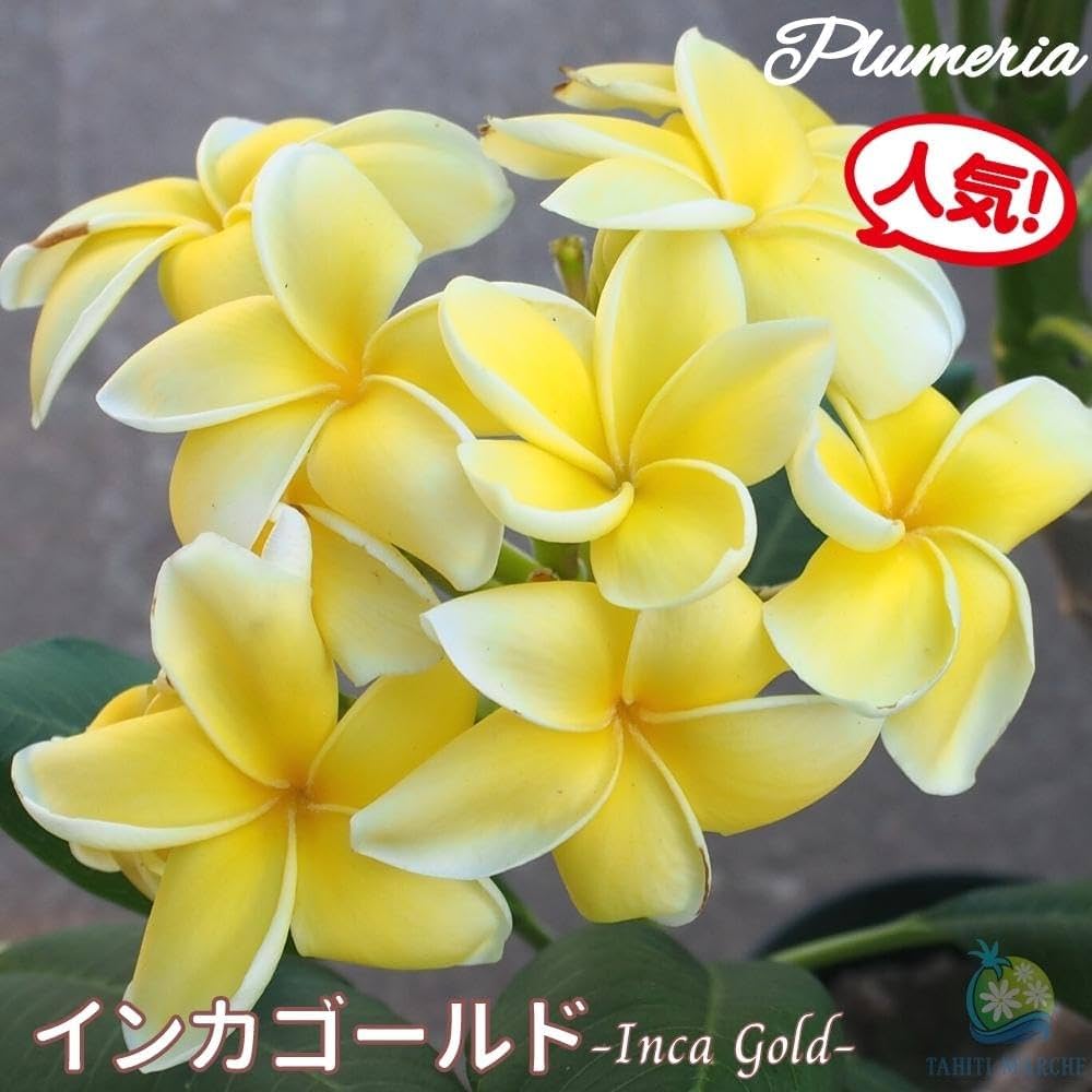 Amazon.co.jp: プルメリア インカゴールド 5号鉢 ☆スタンダード品種