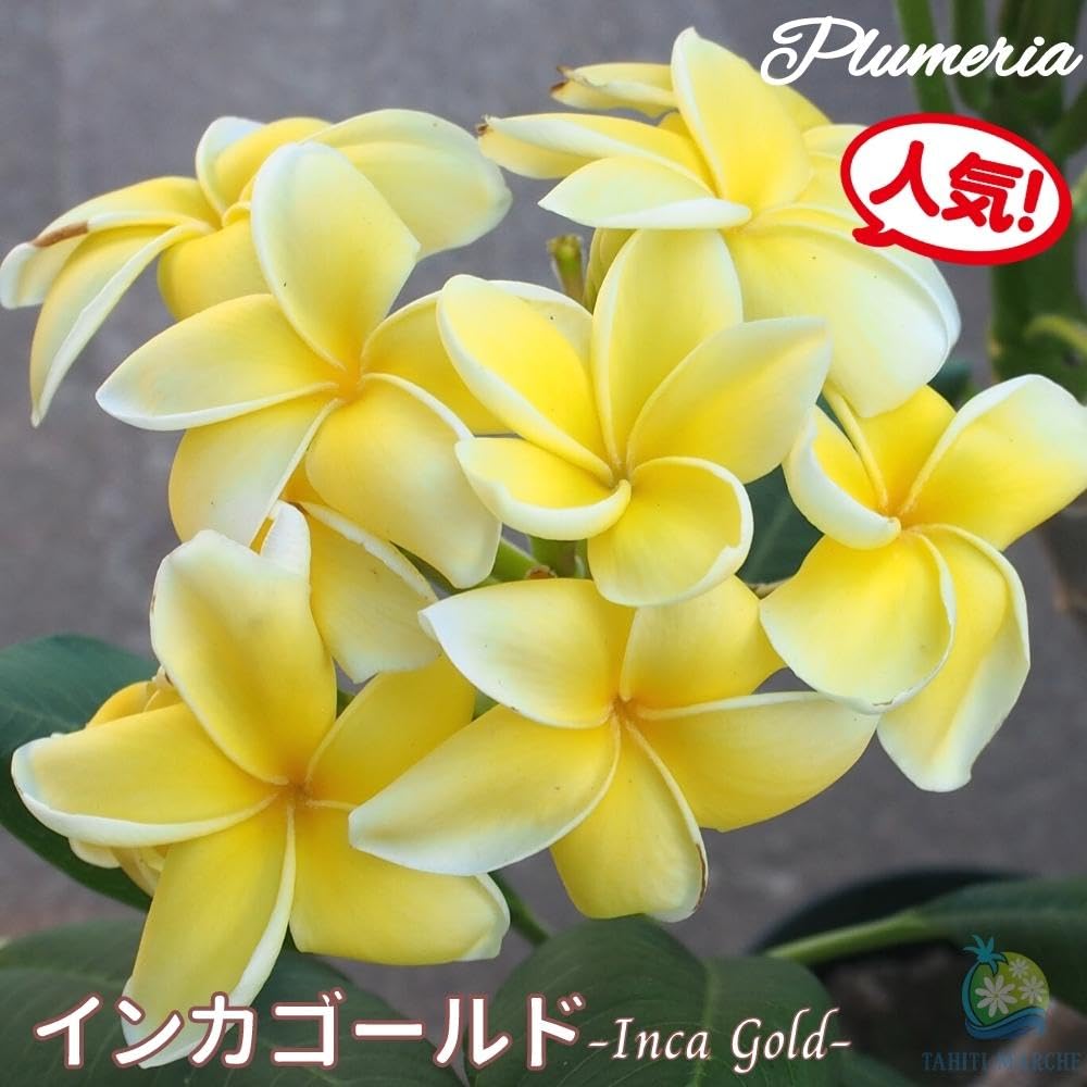 Amazon.co.jp: プルメリア インカゴールド 5号鉢 ☆スタンダード品種