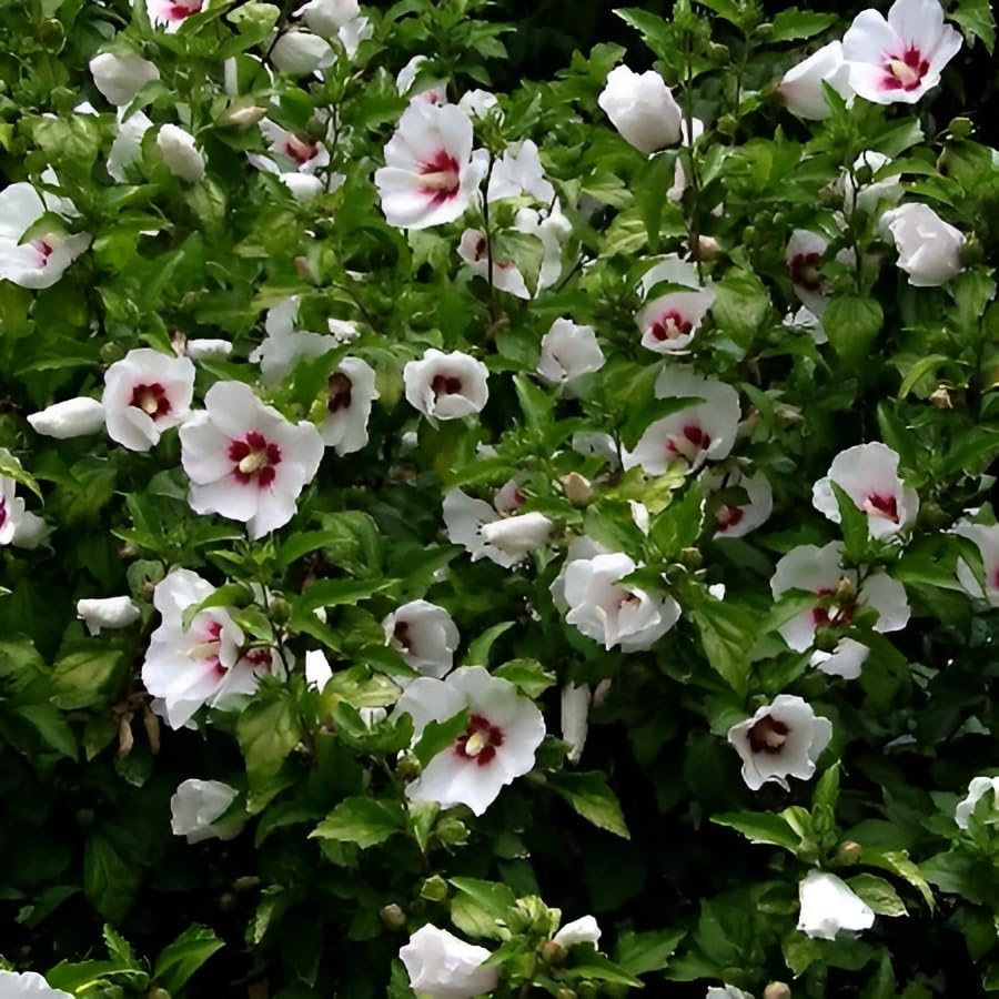 Red heart Hibiscus/Hibiscus hybrid - 1 Healthy Live Super Early Flower Plant' 1 Ft Height in Nursery Grow Bag for Home Garden…