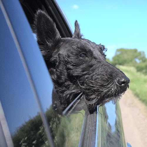 Infinite Electric Car Window Sounds image