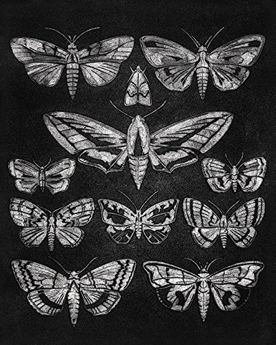 Toile imprimée 40 x 50 cm Barry Goodman Eleven Moths pour raviver un mur blanc vide