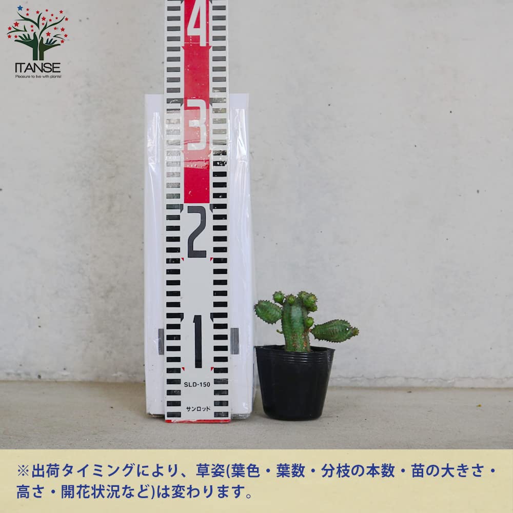 Amazon.co.jp: ユーフォルビア・オベサブロー 2.5号ポット 1個売り