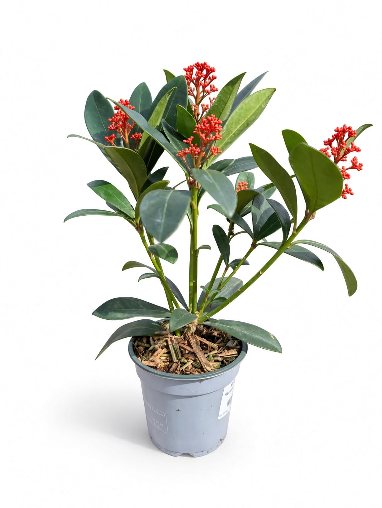 Skimmia Japonica Rubella 9cm Pot Red Berry Evergreen Shrub with White Flowers