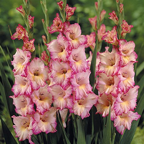 Gladioli 'Priscilla' Summer Flowering Bulbs WPC Prins Quality Pack x10