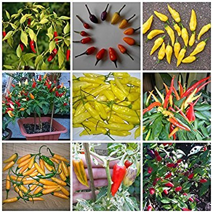 Bonsai/Mini Chili Sortiment 40 Samen / 4 Arten **Dekorative Chili-Bäumchen** - Image 3