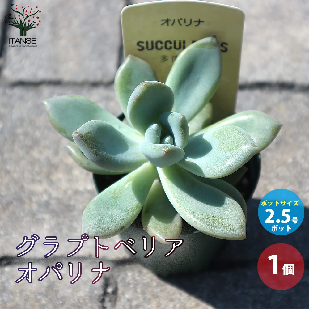 Amazon.co.jp: ITANSE グラプトベリア・オパリナ 2.5号 1個売り