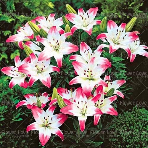 1Pcs True Lily Flower (Seed) Beautiful Flower Lilium Faint