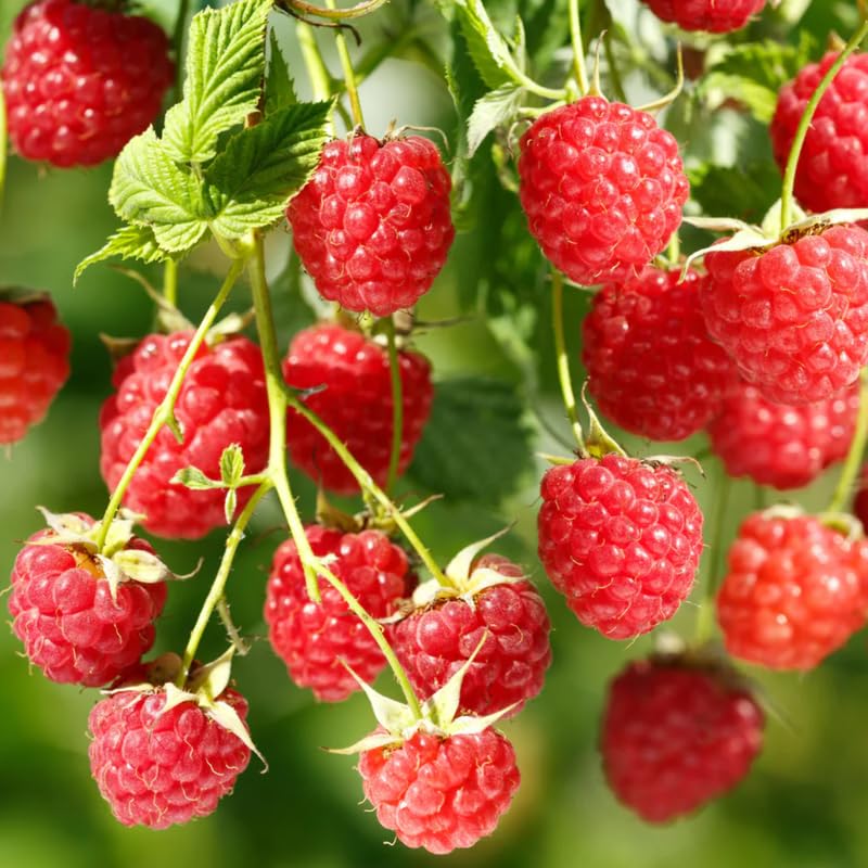 Caroline Raspberry Plant: Your Guide To Growing Success