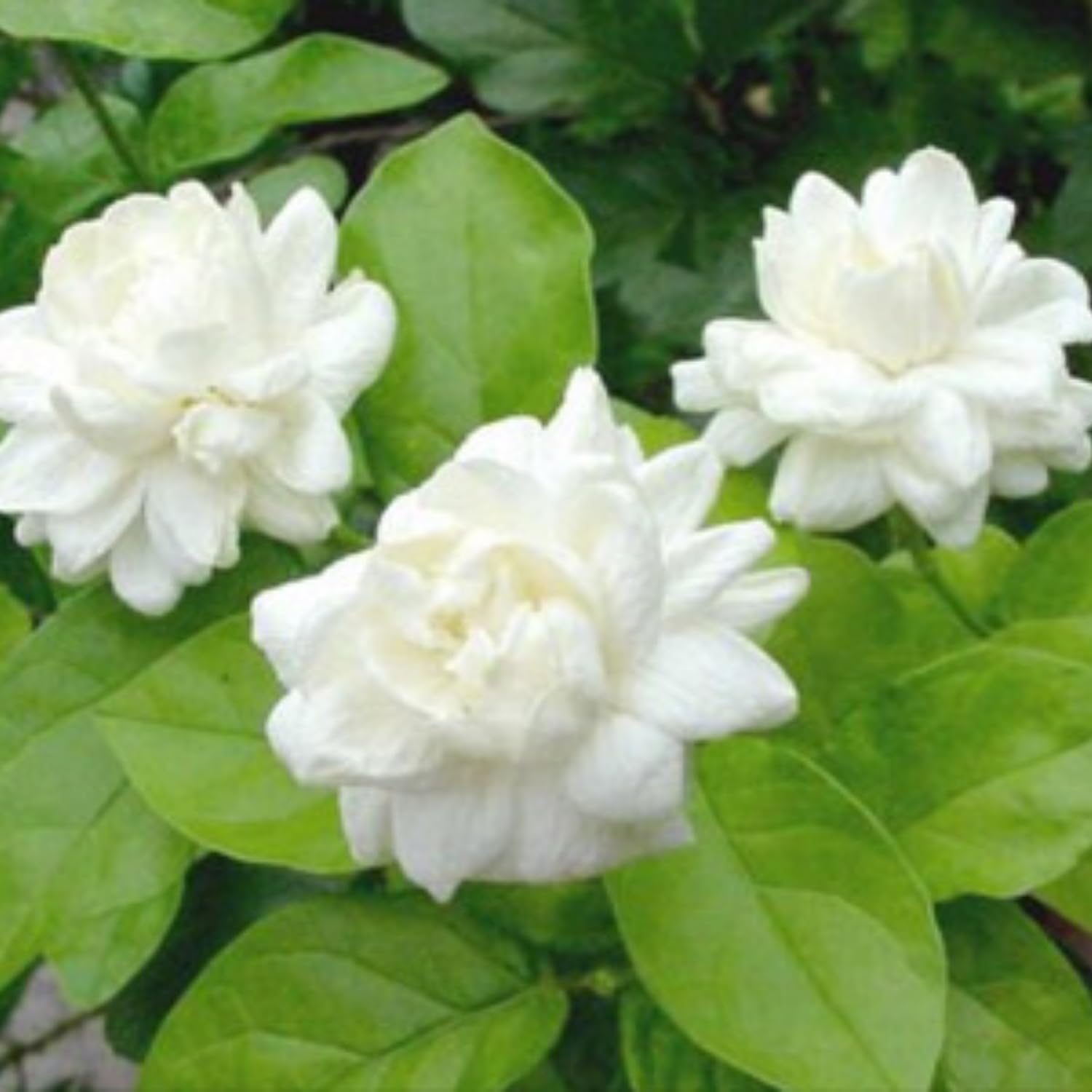 2 Maid of Orleans Arabian Jasmine Plants Live, 5 to 7 Inc Tall, Jasmine Plant Indoor Live Fragrant Flower Garden Outdoor Planting