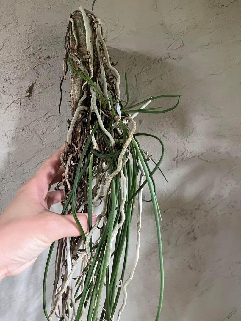 着生ラン セイデンファデニア ミトラタ 板付 洋ラン セイデン