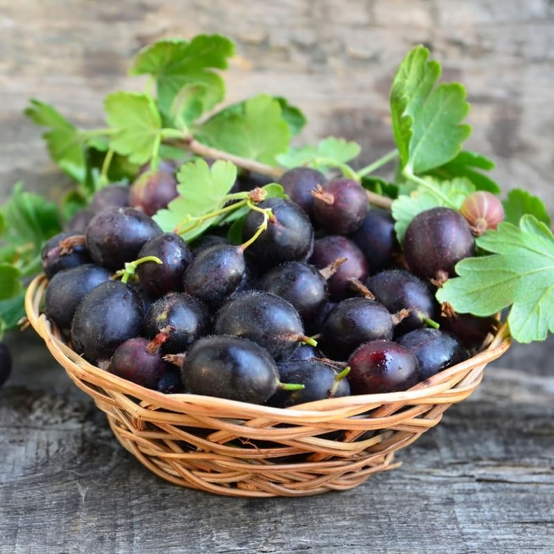 Sweet Gooseberry Plant Live for Planting, 5-9 Inch Tall, Gooseberry Bush Live Plant, Gooseberry Fruit Tree Plant, Gooseberry Bareroot, Gooseberry Tree (Black Velvet Gooseberry)