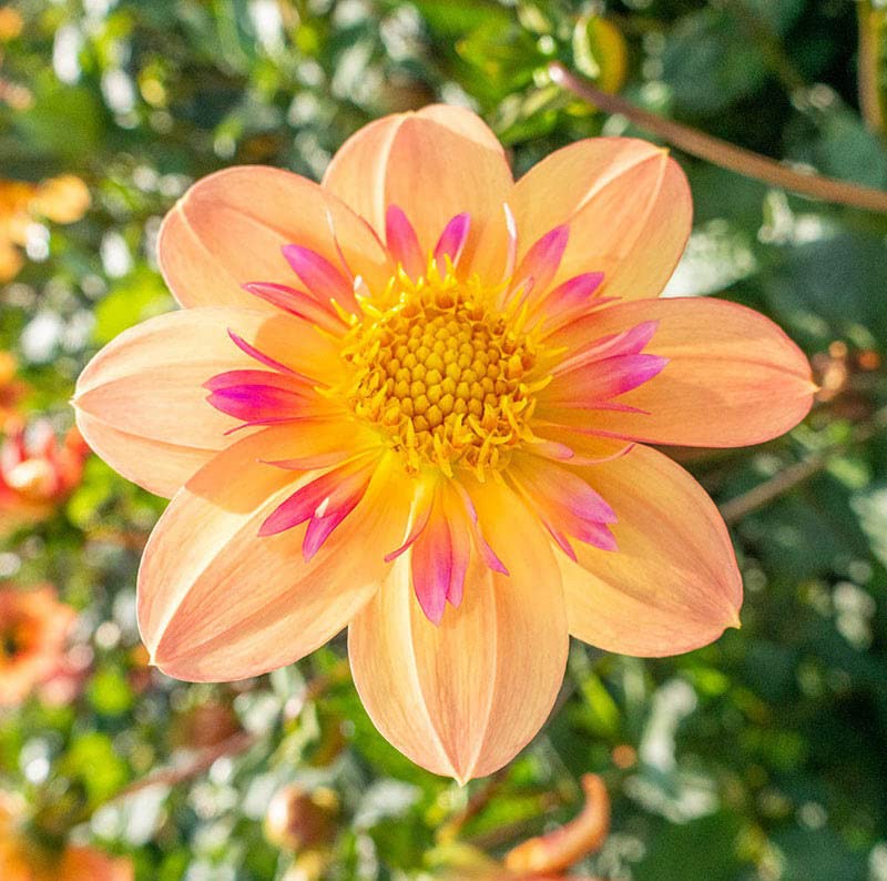 Amazon.com : Votaniki Kelsey Annie Joy Dahlia - Pink & Yellow