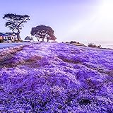 19500+ Creeping Thyme Ground Cover Herb Seeds for Planting Outdoor-Non-GMO Thymus Serpyllum Magic Carpet Plant in Your Home Garden Backyard