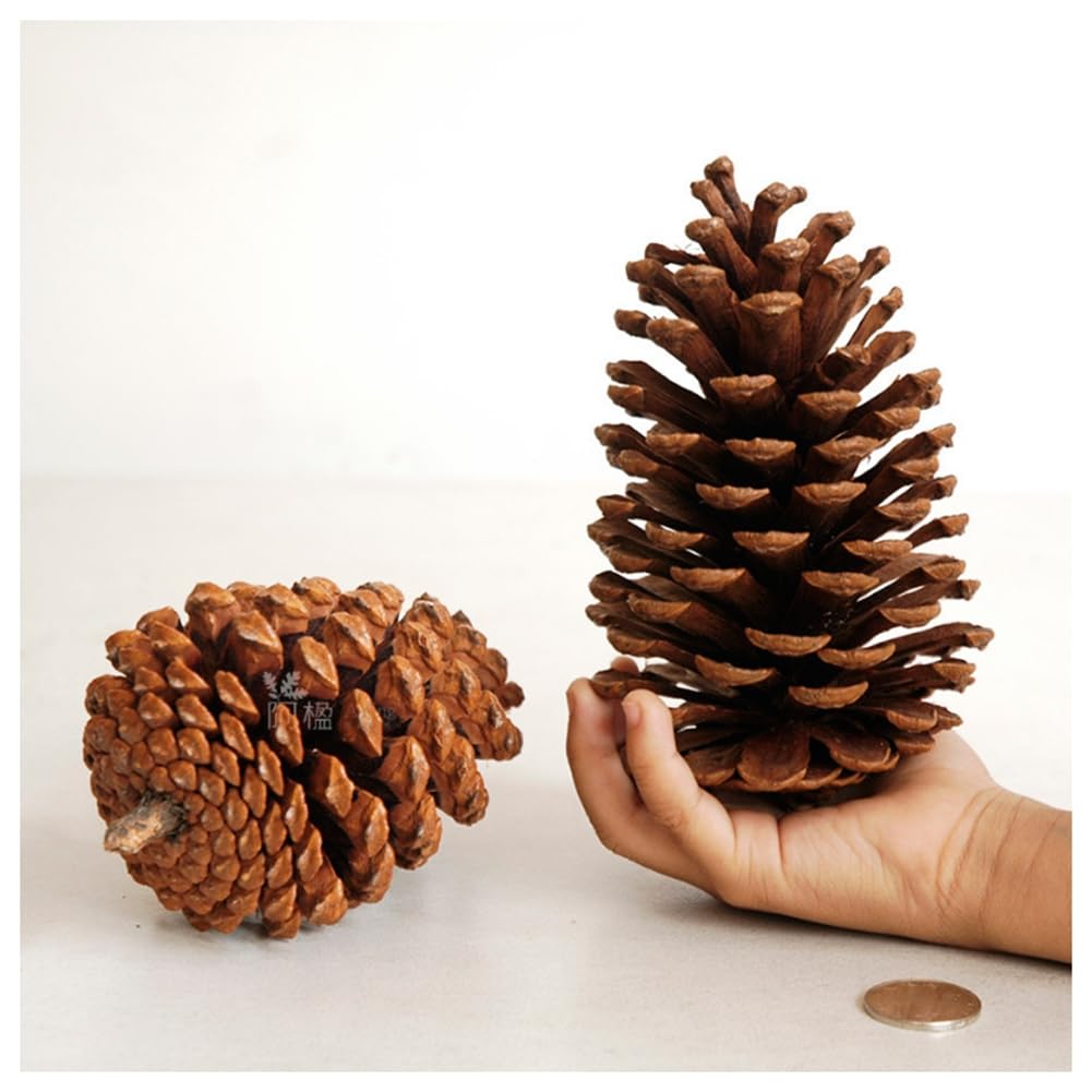10 pigne natalizie, pigne di pino, decorazioni naturali per il fai da te, pigne naturali per albero di Natale, ghirlanda di Natale, artigianato A1-10 (9-12 cm)