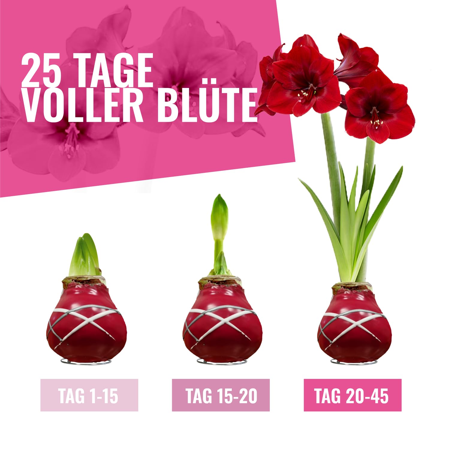 Cera Amaryllis Cipolle Striped Red – Ceramaryllis 28/30 grande formato | 2 pezzi | cerato/cera | senza irrigazione | Piante da appartamento olandese – Hippeastrum (senza vetro, vaso e vaso)