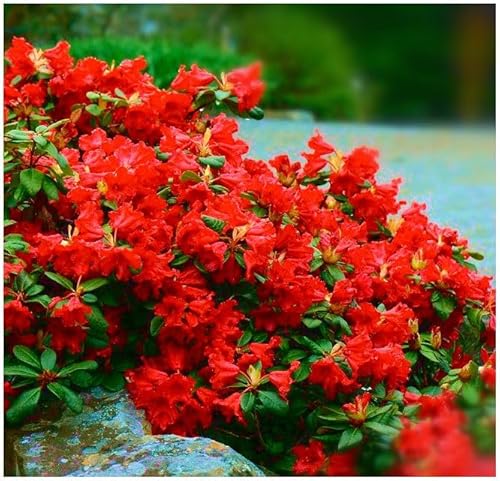 GrowOn Shrubs [x2] Dwarf Rhododendron Japonica 'Scarlet Wonder' | Multi-Pack | Evergreen Shrubs | Outdoor Garden Ready Plants | Spring Flowering | Blood Red Flowers