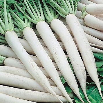 50+ Daikon Radish Seed Pack. Garden Planting, Jar Planting or Microgreens