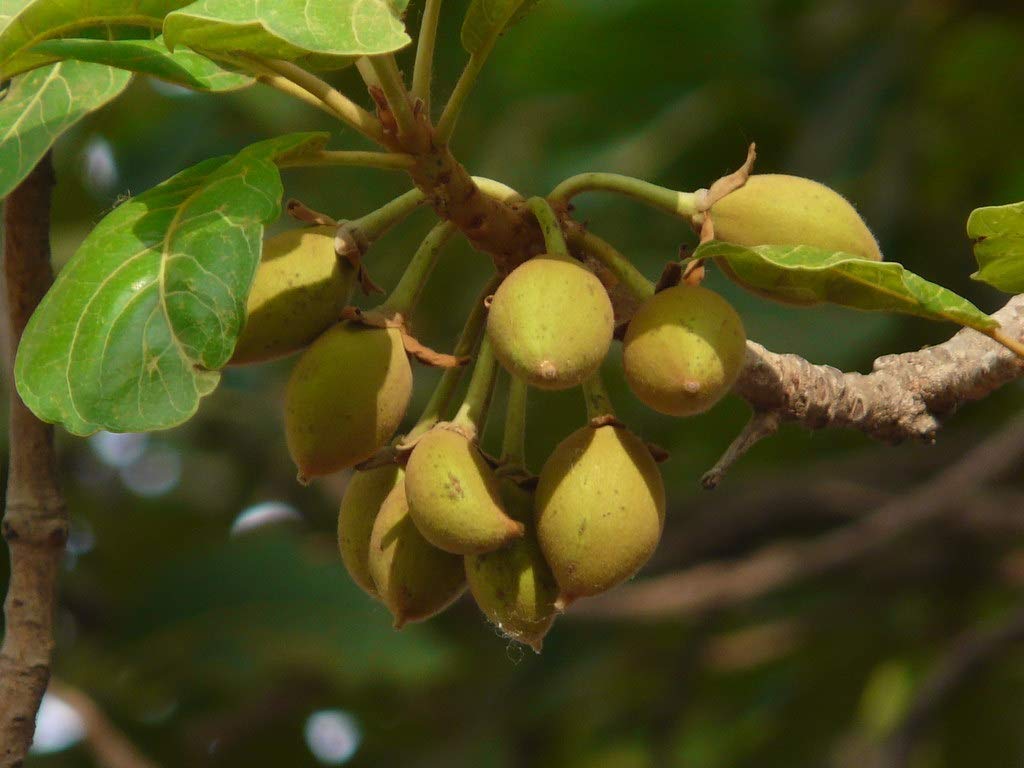 OhhSome Rare Honey Tree Mahua Tree Madhuca Longifolia Medicinal 1 Healthy Live Plant (B09N9BV5YK) Amazon Price History, Amazon Price Tracker