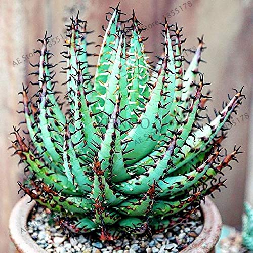 aloe vera pflanze 5 jahre Aloe Vera - Barbadensis miller