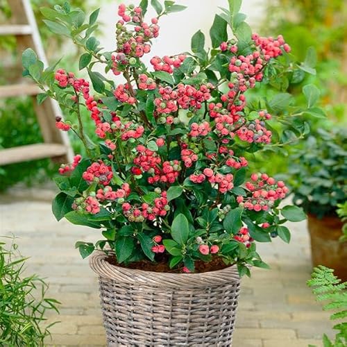 Brighter Blooms - Pink Lemonade Blueberry Bush, 1 Gallon -