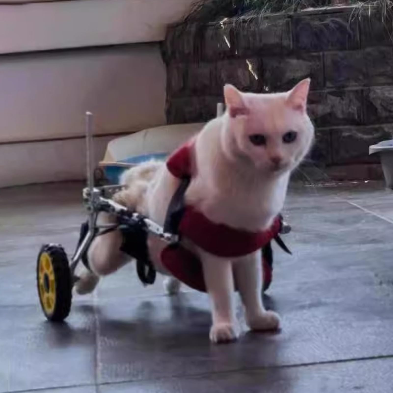 Fauteuil roulant pour chien handicapé : aide à la mobilité réglable pour pattes arrière XXXL