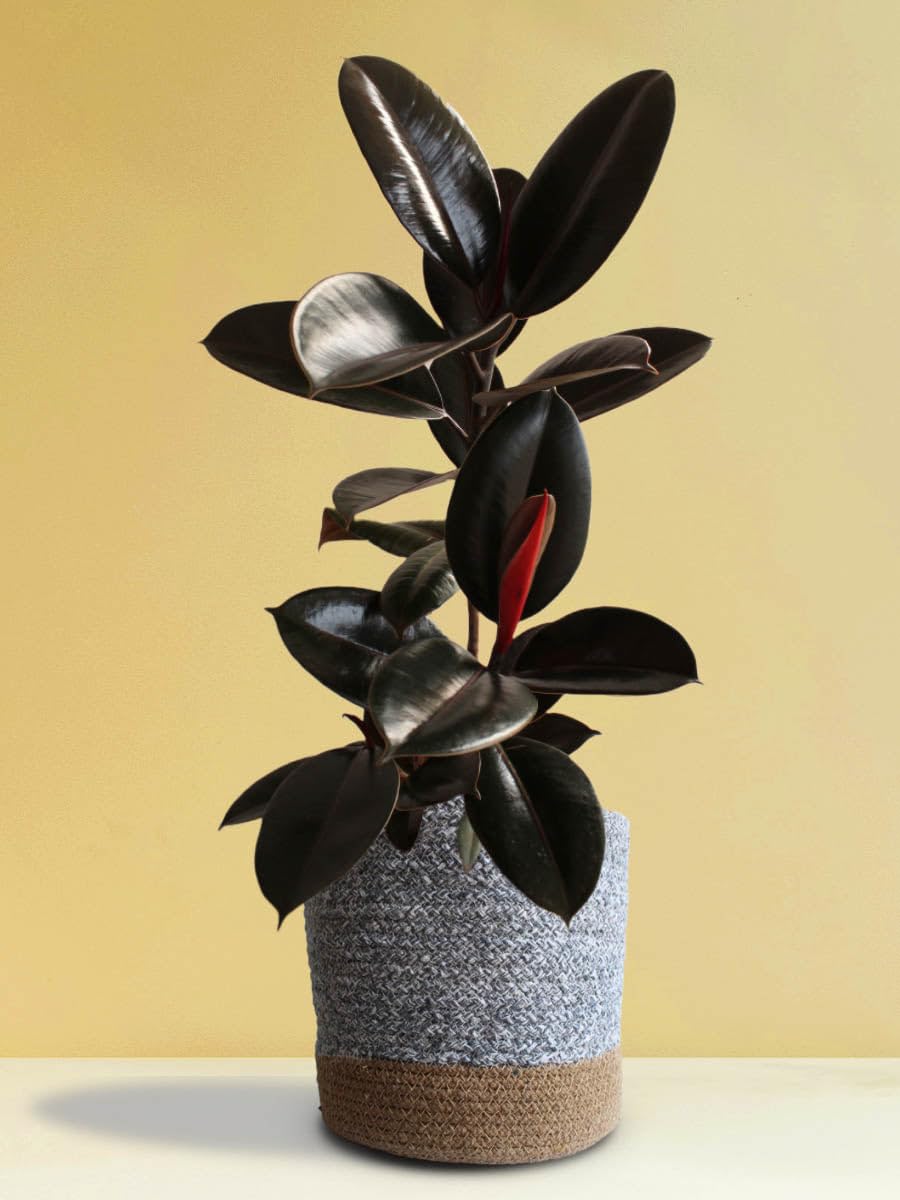 Live Rubber Plant Indoor Big Size with Black Plastic Pot