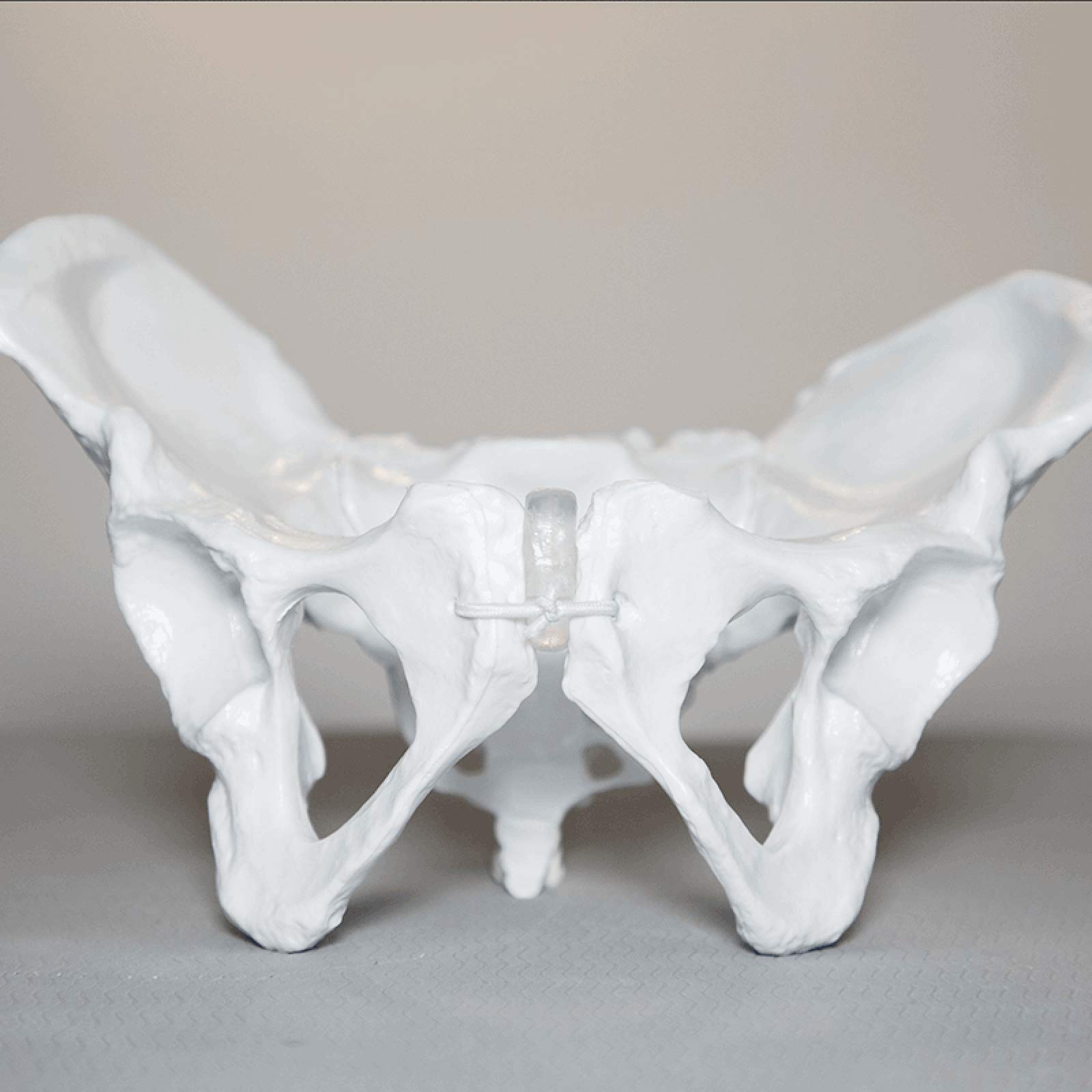 Sjdopulse Women's A Pelvic Model - Educational Model Pelvic Skeleton Natomical Model - Life Size Pelvis Replic Skeletal Bone Model For Science Classroom Teaching Study (A)