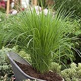 Bio Riesen-Rutenhirse 'Northwind', Topf 5 Liter