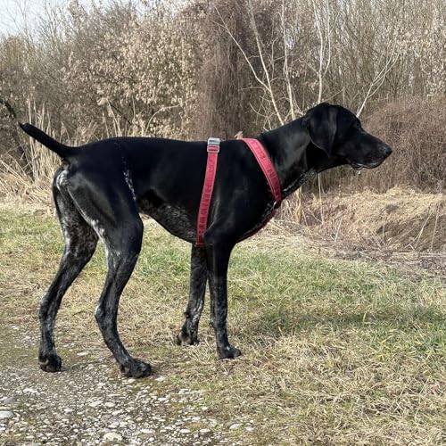 💫 ... brezposelni psi (in mucki) zavod za zaposlovanje po pasje in mačje 🐶 🐈