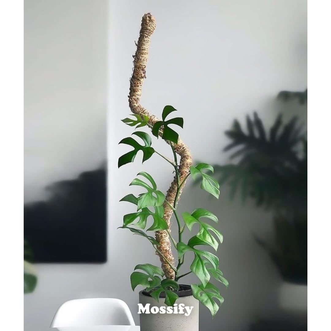 Mossify Poteau en mousse pliable de 137,2 cm pour plantes grimpantes d'intérieur – Poteau en mousse 100 % cultivée de manière durable pour croissance en intérieur – Support flexible fait à la main