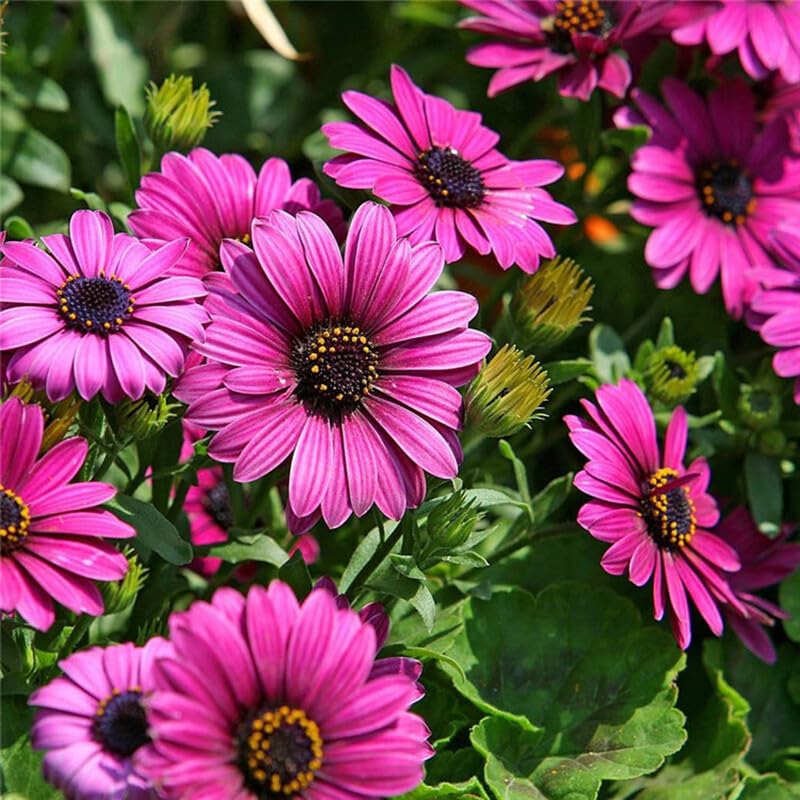 Image of Osteospermum Seeds Pack 50+ Premium African Daisy Garden Seeds for Planting Balcony Terrace Home Gardening Colorful Daisy Flowers Easy Grow Seasonal Bloom Plants (Osteospermum 55++)