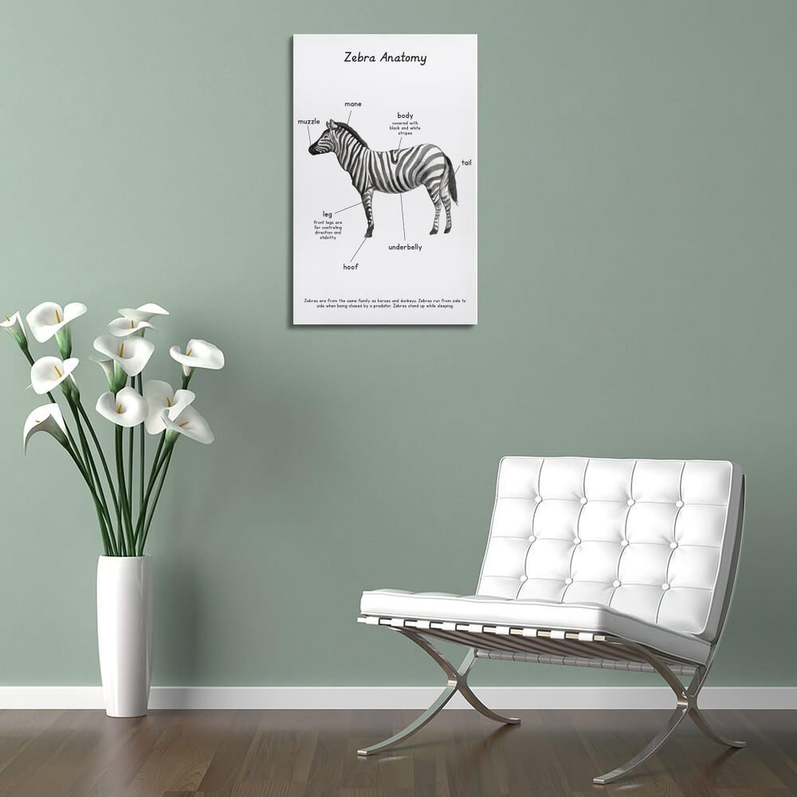 YANLI Poster educativo sugli animali, stampa su tela, motivo anatomia zebra, poster decorativo da parete con stampa moderna, per camera da letto, 30 x 45 cm