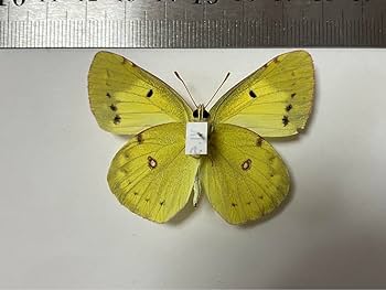 Amazon.co.jp: モンキチョウ 蝶 標本 : おもちゃ