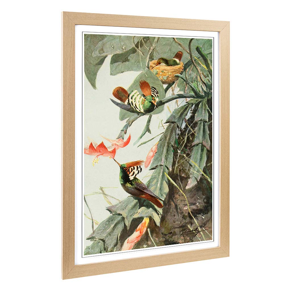 Big Box Art Framed Print of Vintage W Kuhnert Coquette Hummingbird Design | Wall Art Picture | Home Decor for Kitchen, Living Room, Bedroom, Hallway, Oak, A2 / 24.5x18 Inch / 62x45cm