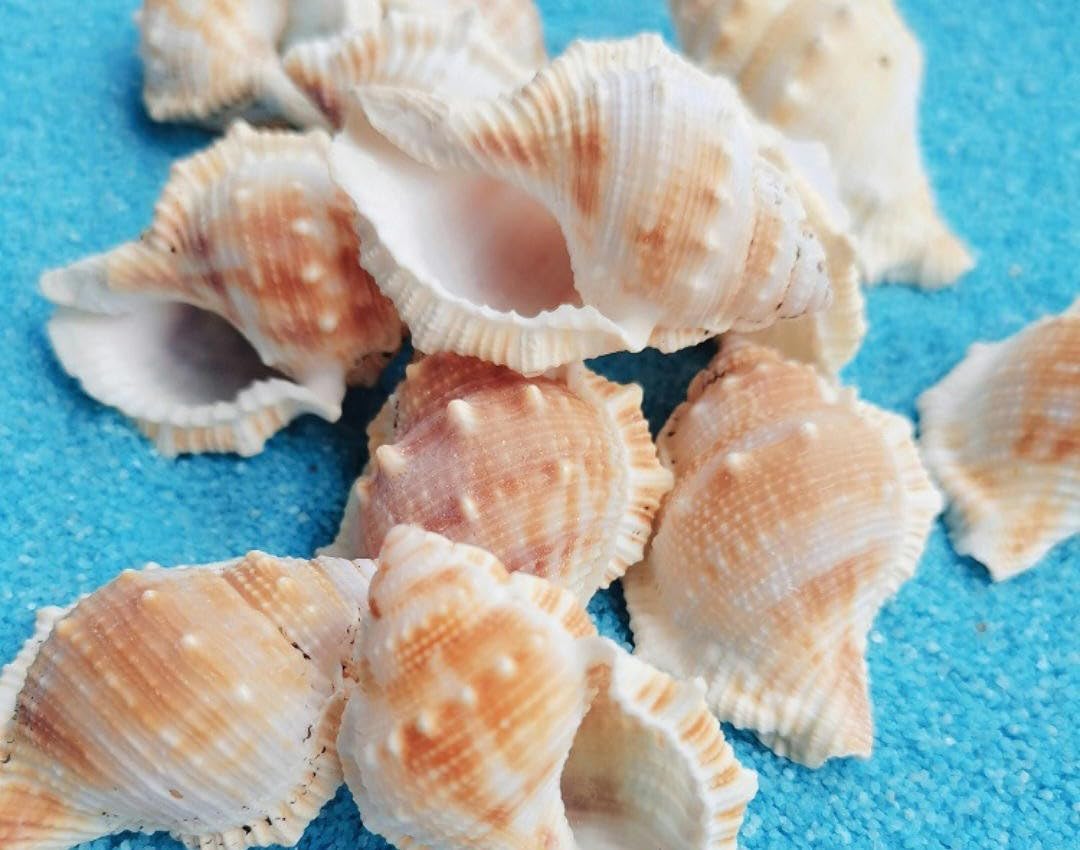 Muszla 500 g do produkcji biżuterii mieszane muszle plażowe muszle do wazonów/gigantycznych muszli morskich muszli muszli