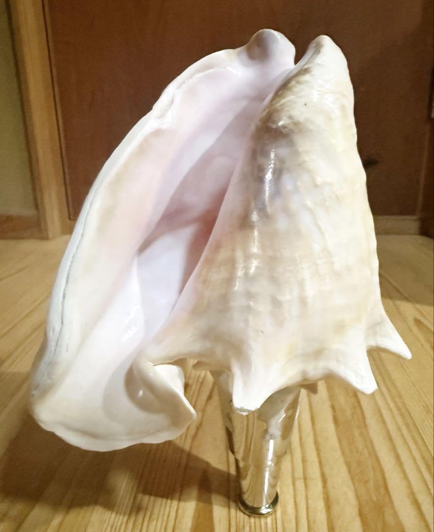ひろしさま専用古代桃色肉厚法螺貝（ピンク貝）法螺貝　ほら貝　コンク貝笛赤紐付き Amazon.co.jp: 希少古代桃色法螺貝 ピンク貝法螺貝 ほら貝 ホラガイ