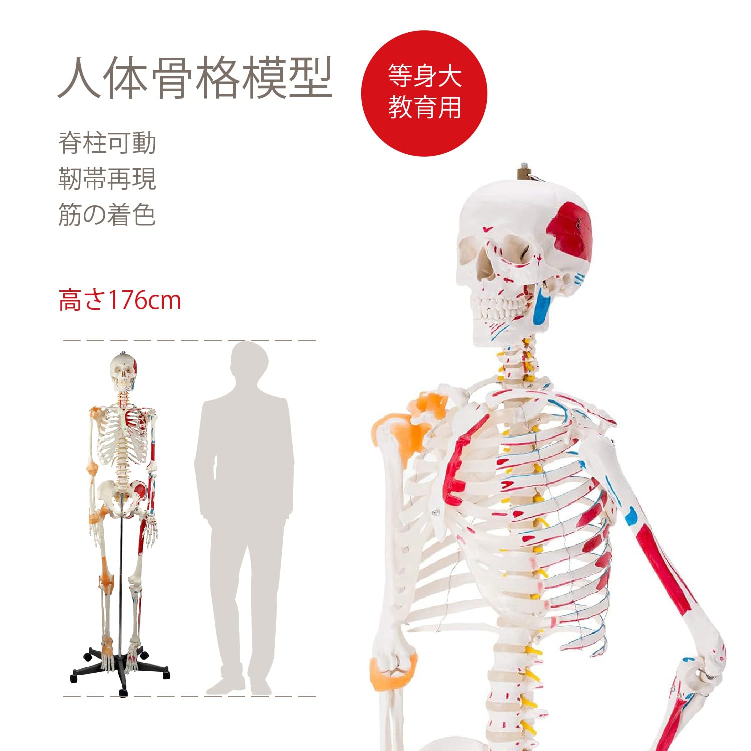 Amazon.co.jp: Kurflo 人体骨格模型 教育用 【176cm】 等身大 人体模型