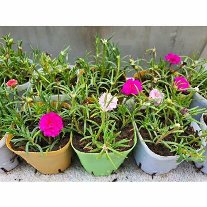 Plantazee Live 9 O Clock Portulaca Red Flower Plant With Pot Amazon In Garden Outdoors