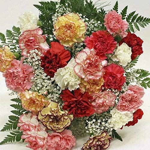 Biocarve Seeds Carnation (Dianthus caryophyllus) - Pack of 50 Seeds (B01ASWO1KE) Amazon Price History, Amazon Price Tracker