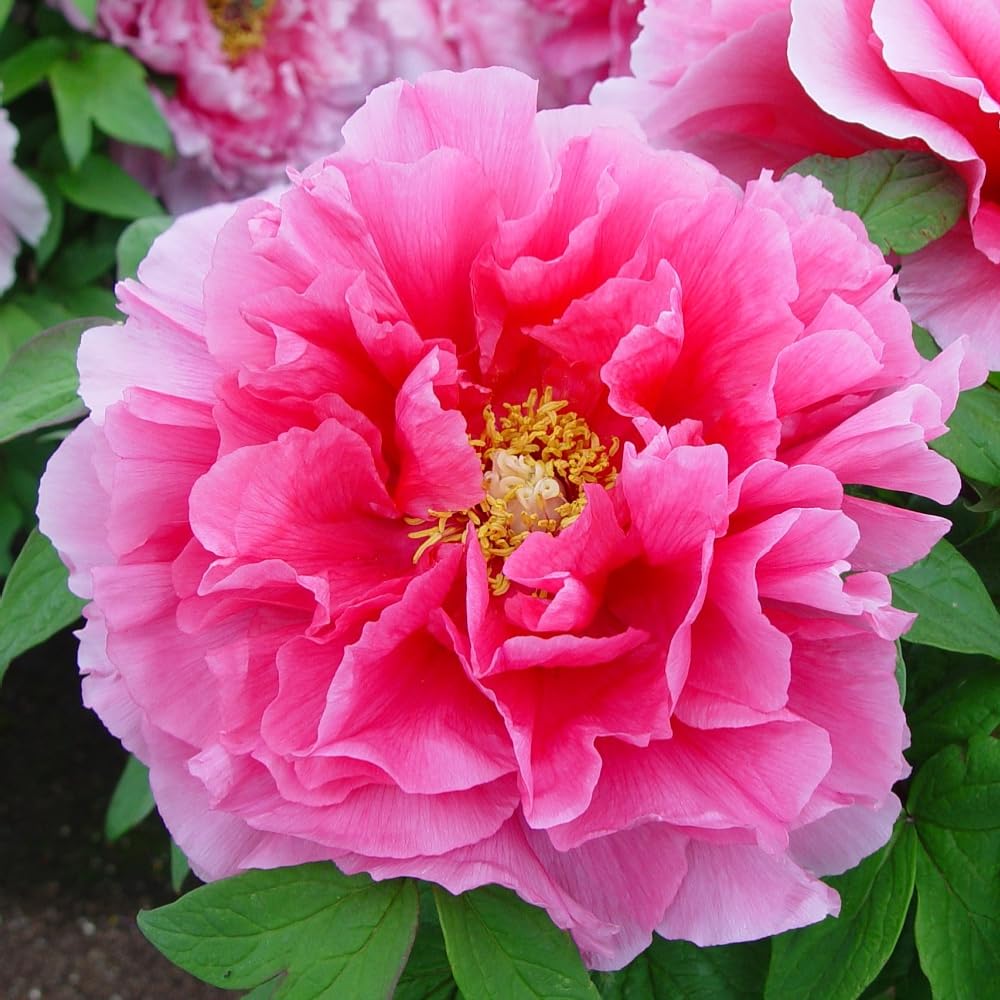 Paeonia Tree Peony 'Pink' Produces Stunning, Large Pink Blooms with Golden Stamens. Hardy, Low-Maintenance, and Perfect for Gardens or containers.. 1 x 12cm Pot by Thompson and Morgan