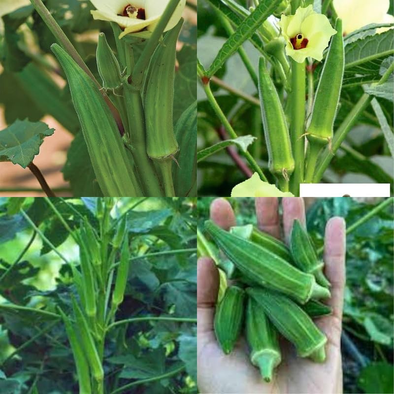Vegetable bhindi live plant for pot 1 live healthy plant-image-5
