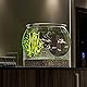 CiCixixi Runde Fischschale, Kugelaquarium Bruchsicherer,Rundes Aquarium, Fischtank für Aquarien, kleine Aquarien, Kunststoff Fischschale+2X Koralle und 0,5kg Sandstein